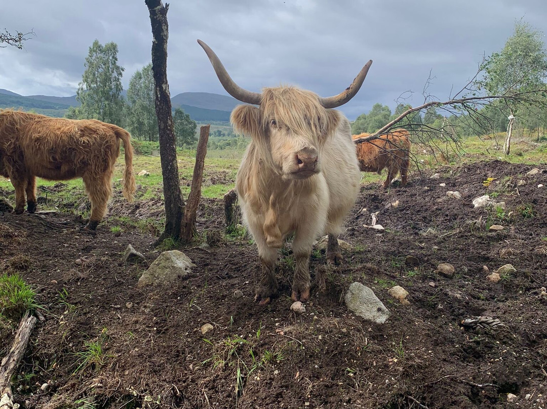 Black Sheep Adventures-Invergarry必去景点