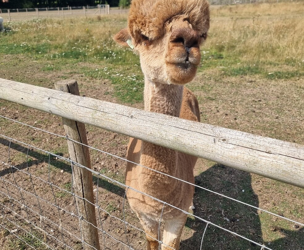 Cholderton Rare Breeds Farm-Cholderton必去景点