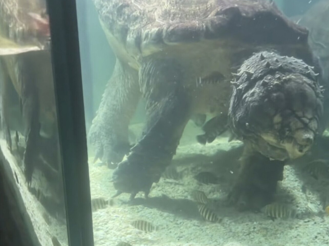 Alushta Aquarium-阿卢什塔必去景点