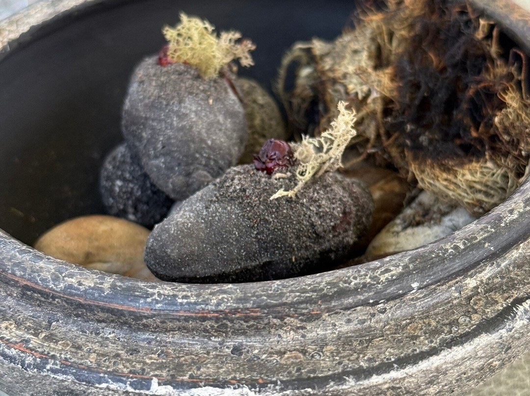 Sonnhof by Vitus Winkler主图