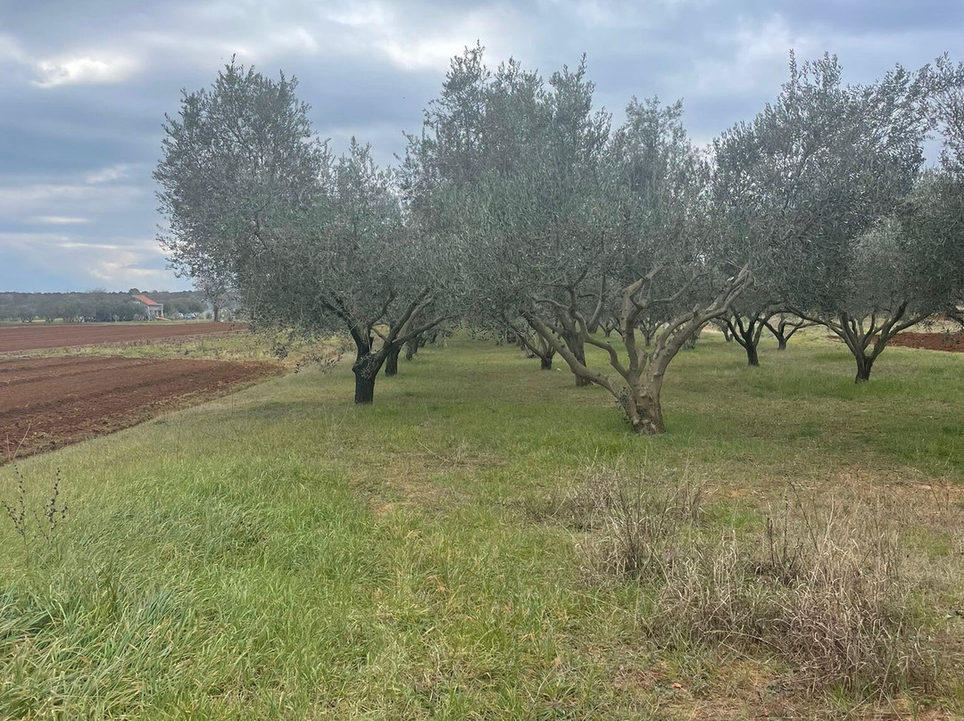 Jacob's Olive-Sveti Filip i Jakov必去景点