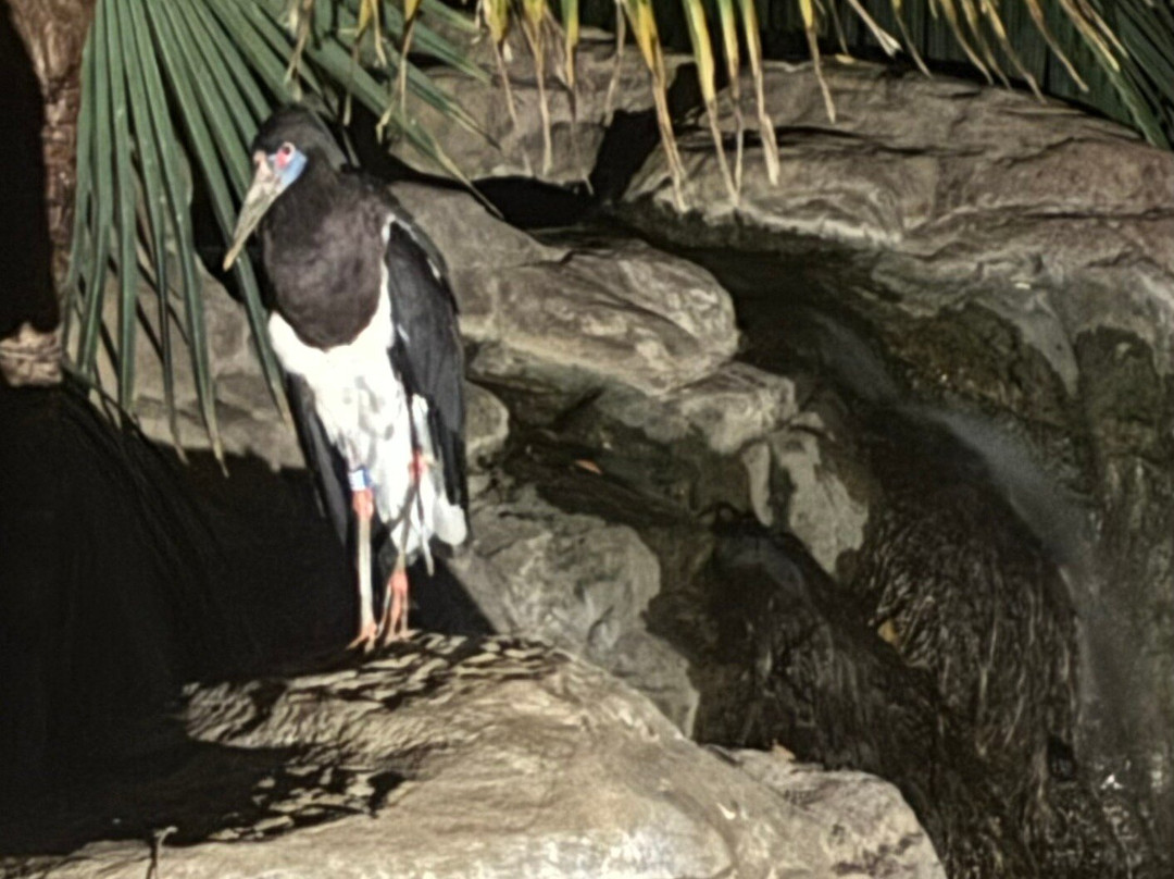 Bioparc Fuengirola-福恩吉罗拉必去景点