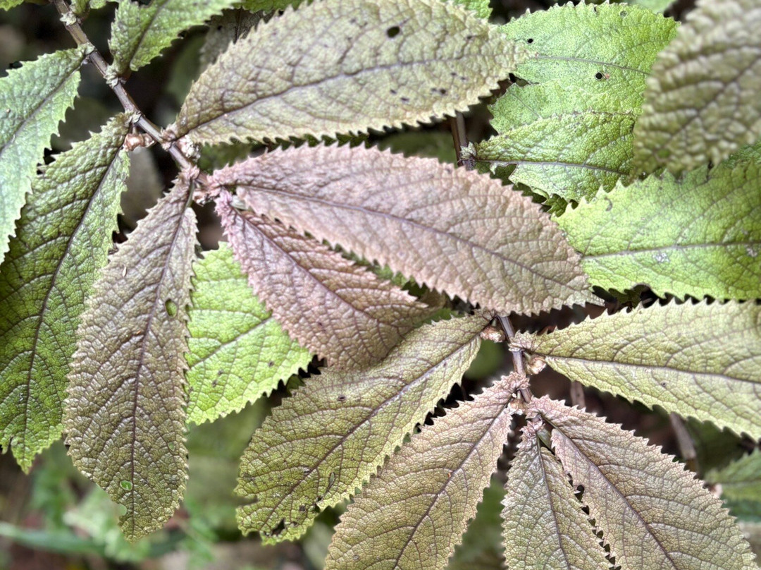 Hukutaia Domain-Opotiki必去景点