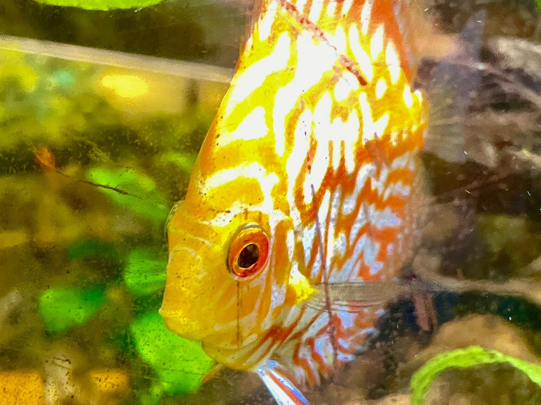 Cercle Aquariophile Du Calaisis-加莱必去景点