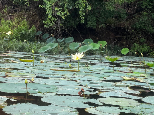 Rock Town River Outfitters-小石城必去景点