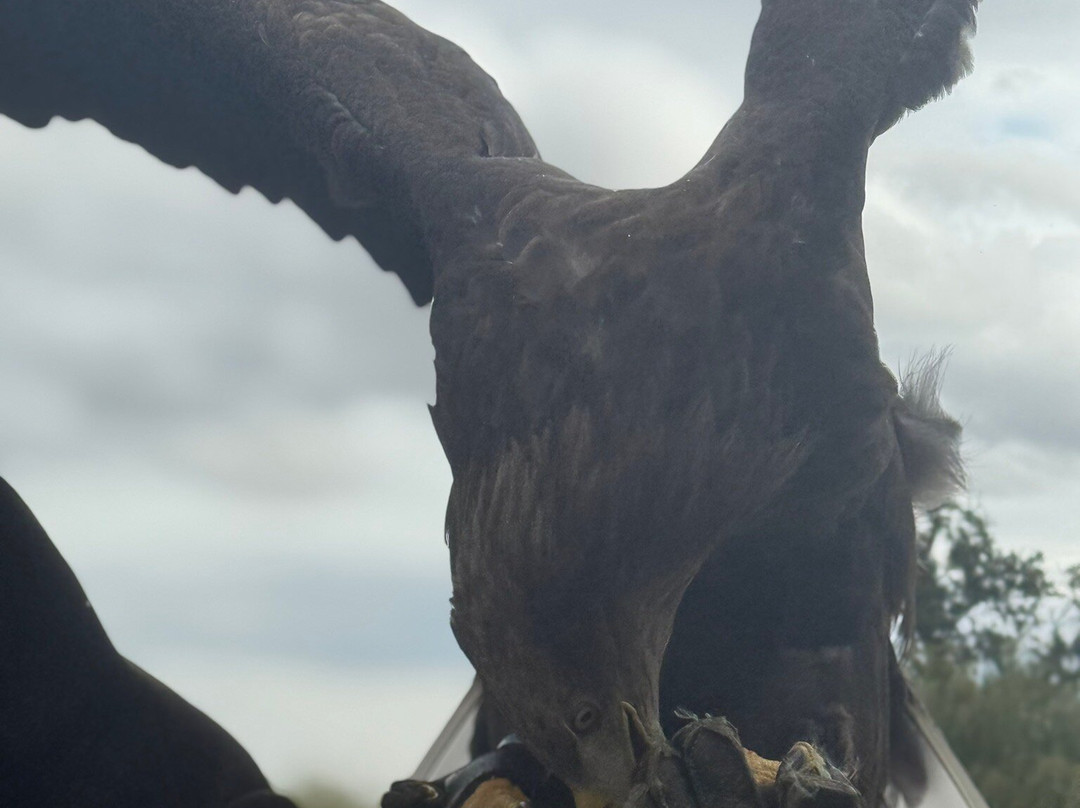 Thirsk Birds Of Prey Centre-瑟斯克必去景点
