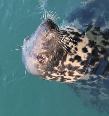 Boatsafari.co.uk-布里克瑟姆必去景点