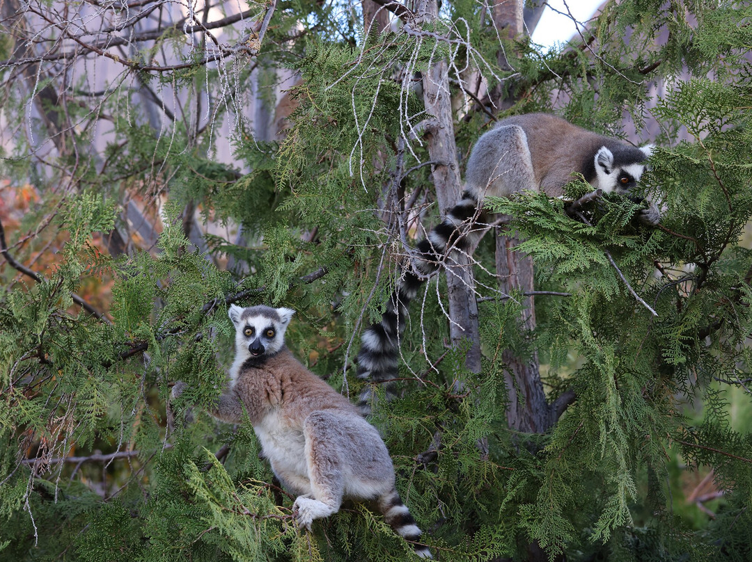Tour Guide Lovemada-安塔那那利佛必去景点