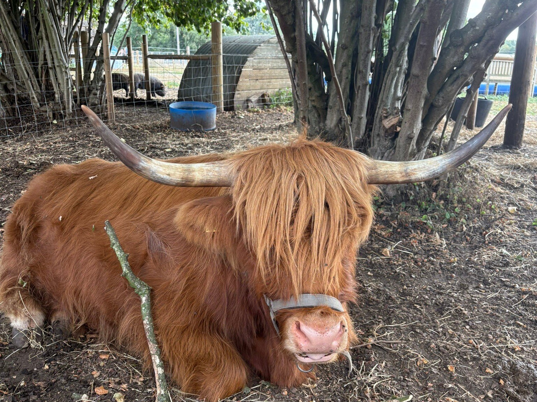 Baylham House Rare Breeds Farm-伊普斯威奇必去景点