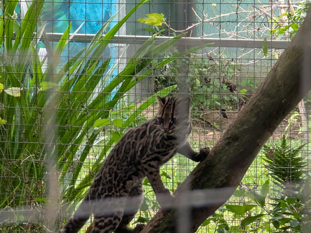 Toucan Rescue Ranch-San Isidro必去景点