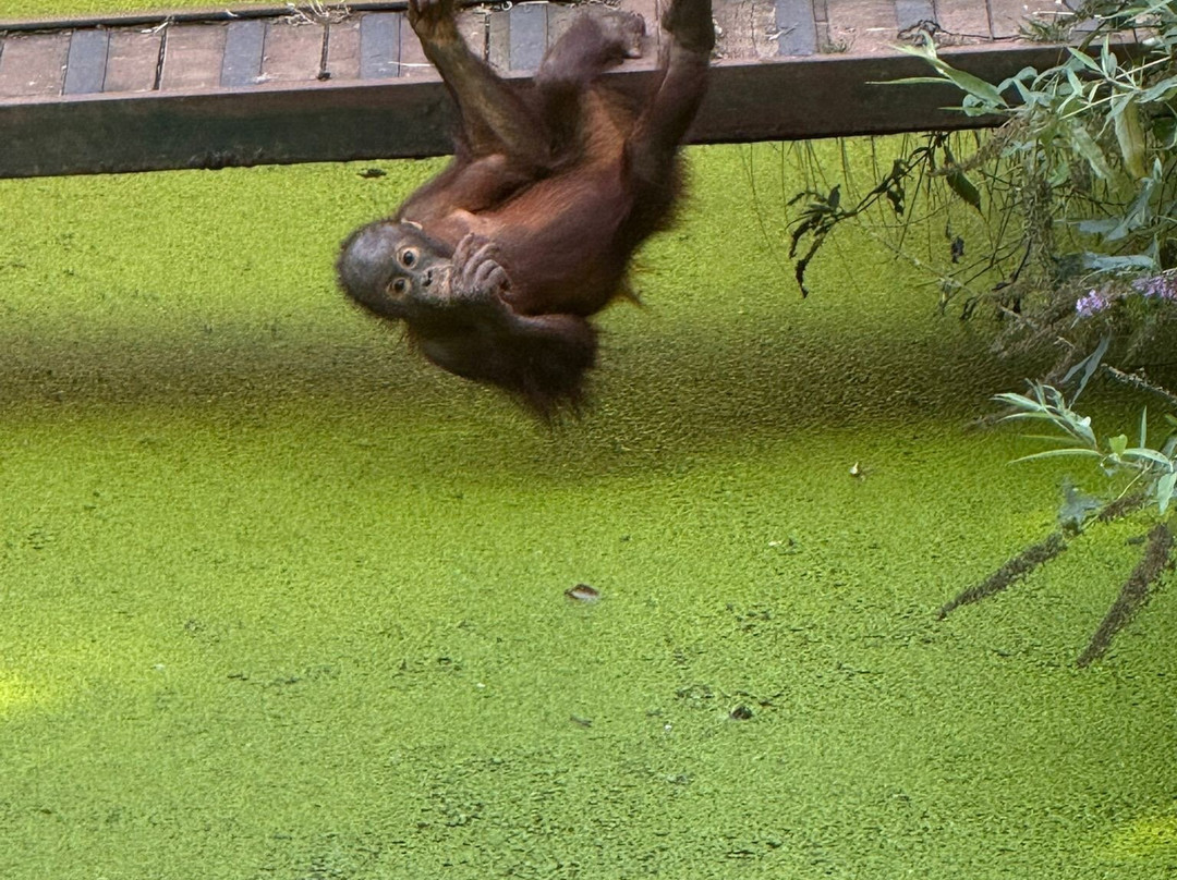 Paignton Zoo Environmental Park-佩恩顿必去景点