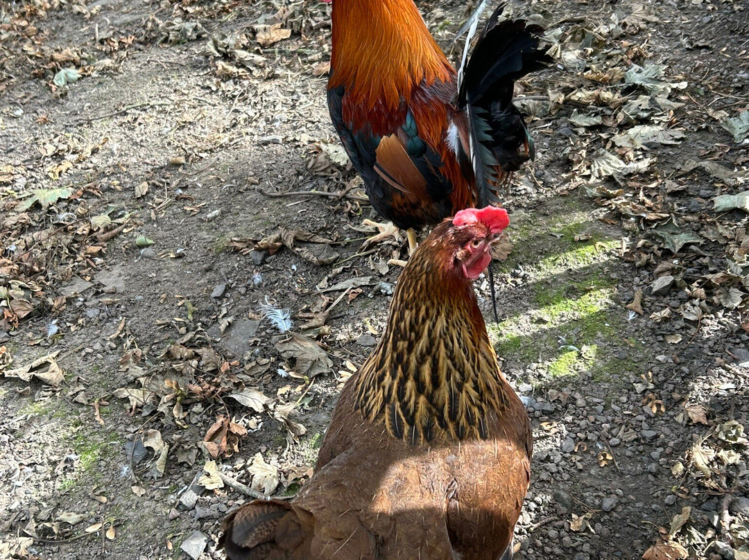 The Castle & Gardens of Mey-Thurso必去景点