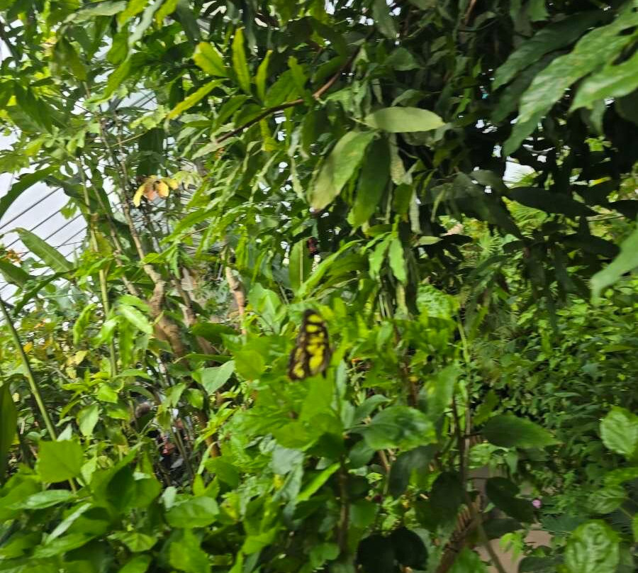 Butterfly World-斯托克顿提斯必去景点