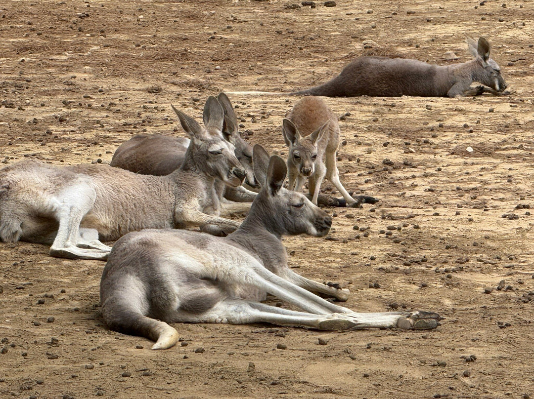 Le Parc Australien-卡尔卡松必去景点