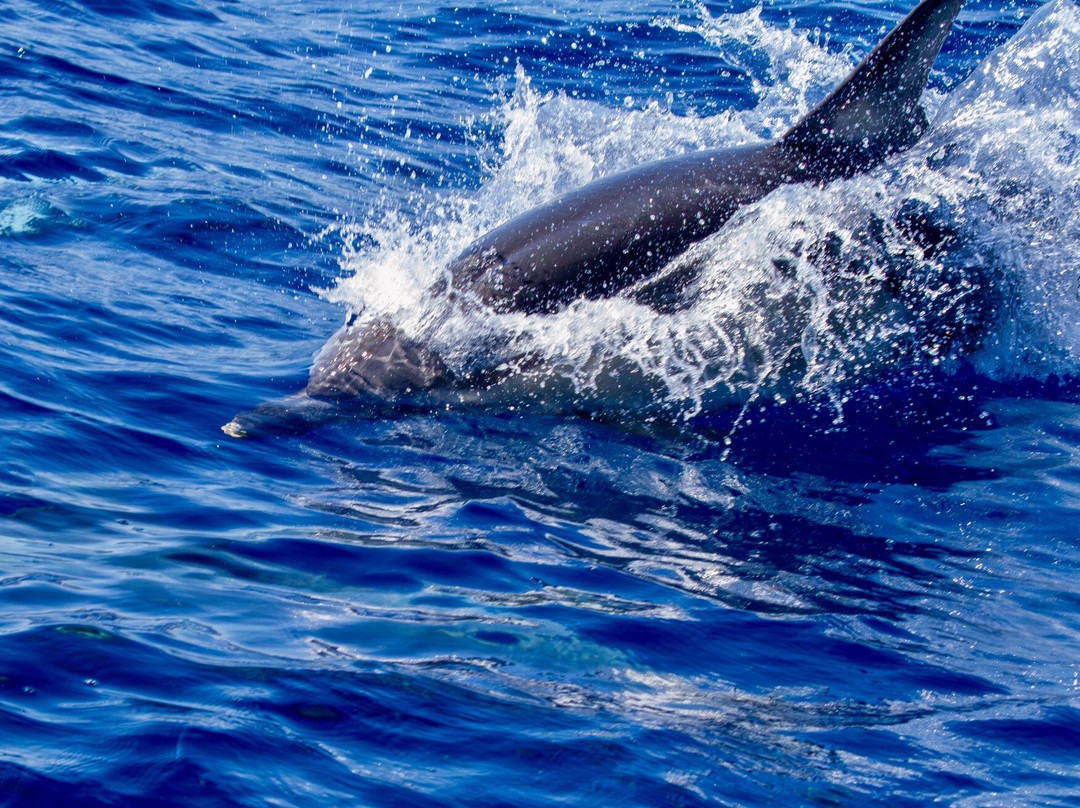 ARGO III - Skiathos for Sailing-斯亚索斯必去景点