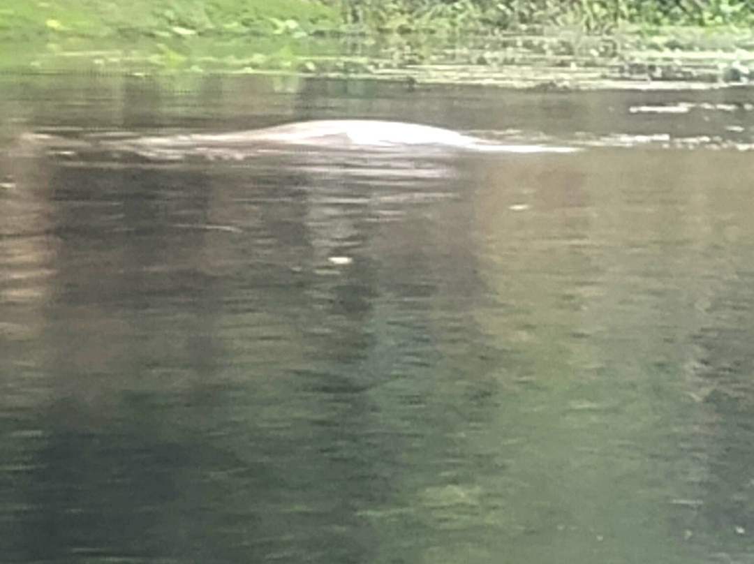 Silver Springs River-奥卡拉必去景点