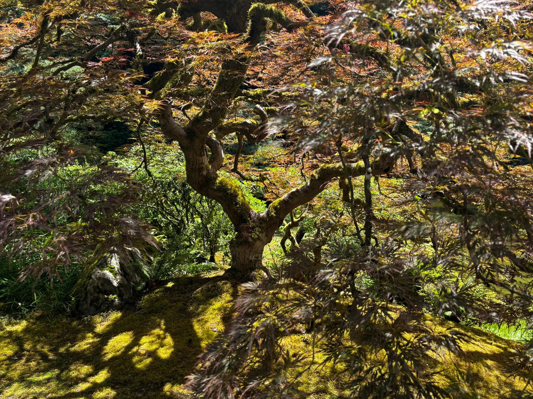 波特兰日本花园-波特兰必去景点