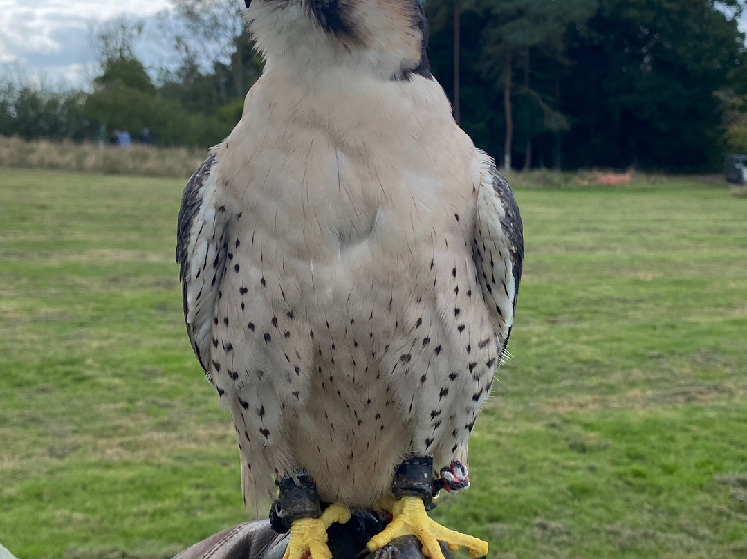 East Sussex Falconry-Herstmonceux必去景点
