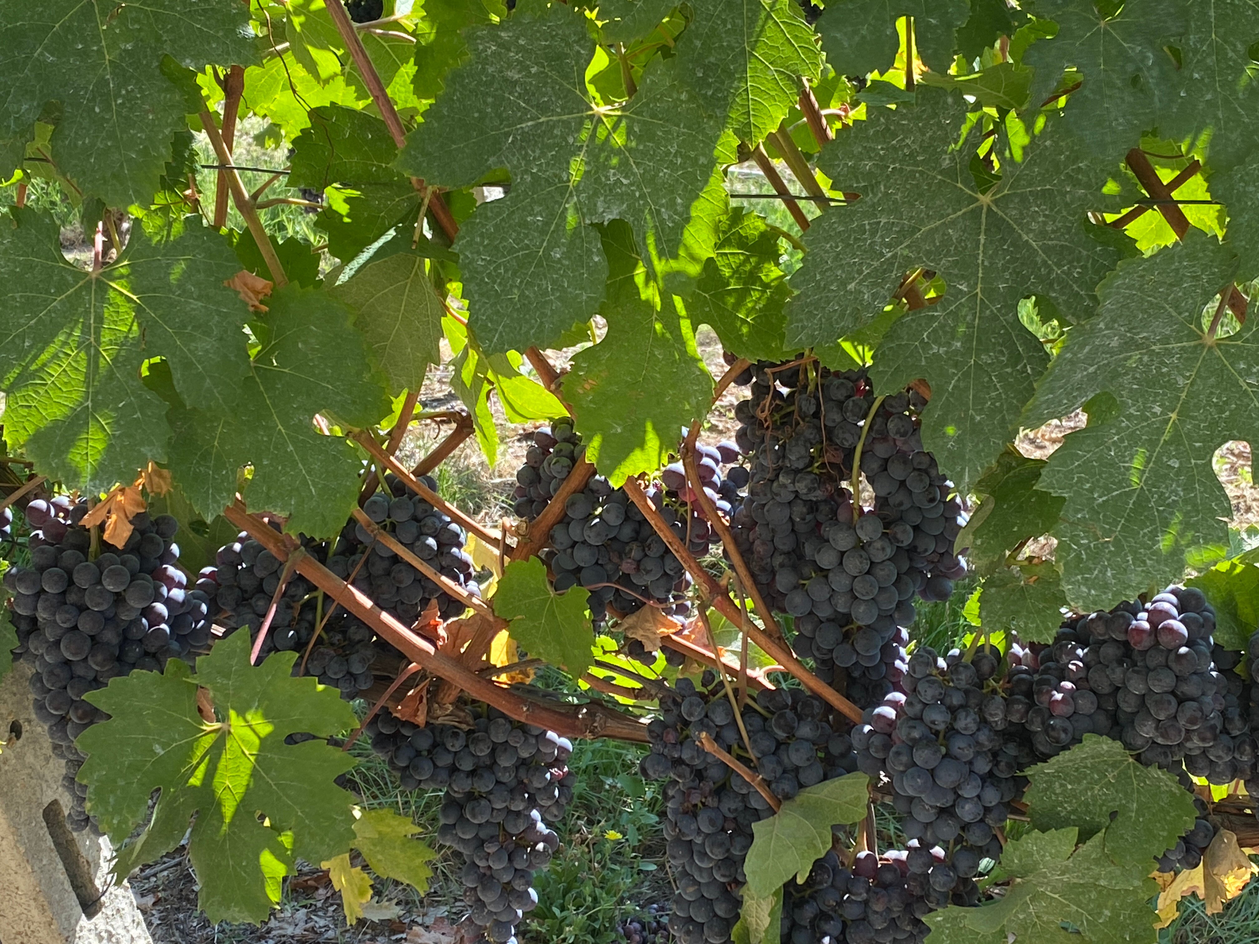 UVE Rooms & Wine Bar-官方