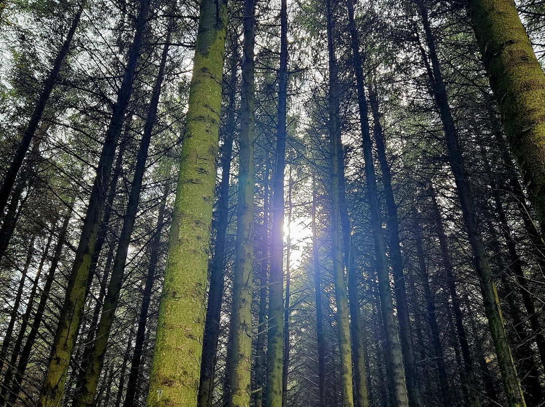 Tigh ’N Alluis - Irish Sweat House-Glencullen必去景点