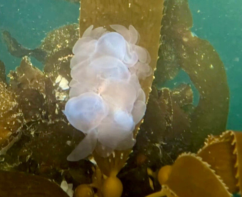 Monterey Expeditions-蒙特雷必去景点