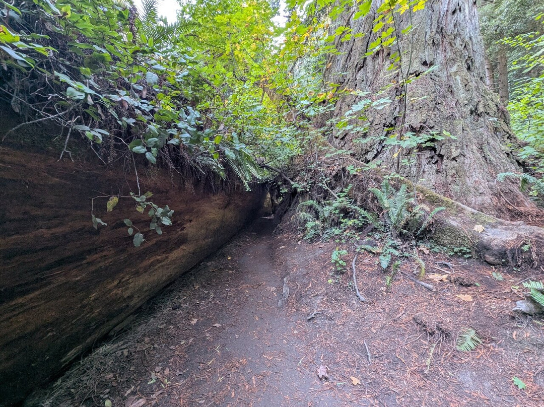 Grove of Titans Trail