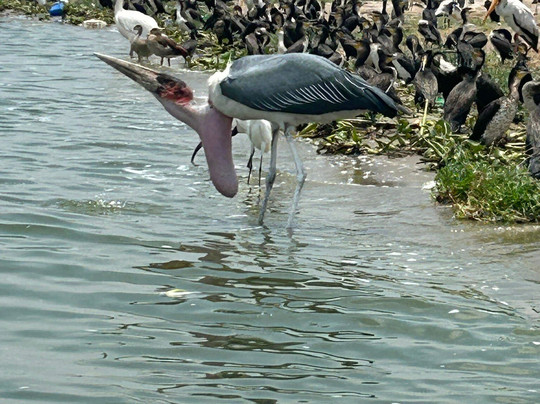 Journeys Uganda-恩德培必去景点