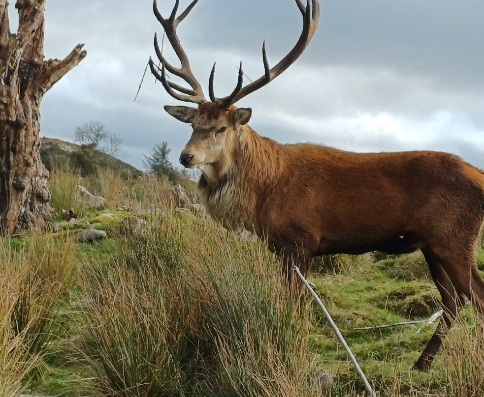 Bainloch Deer Park-Dalbeattie必去景点