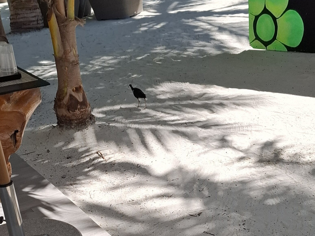 Cappuccino Bar-Gadifuri必去景点