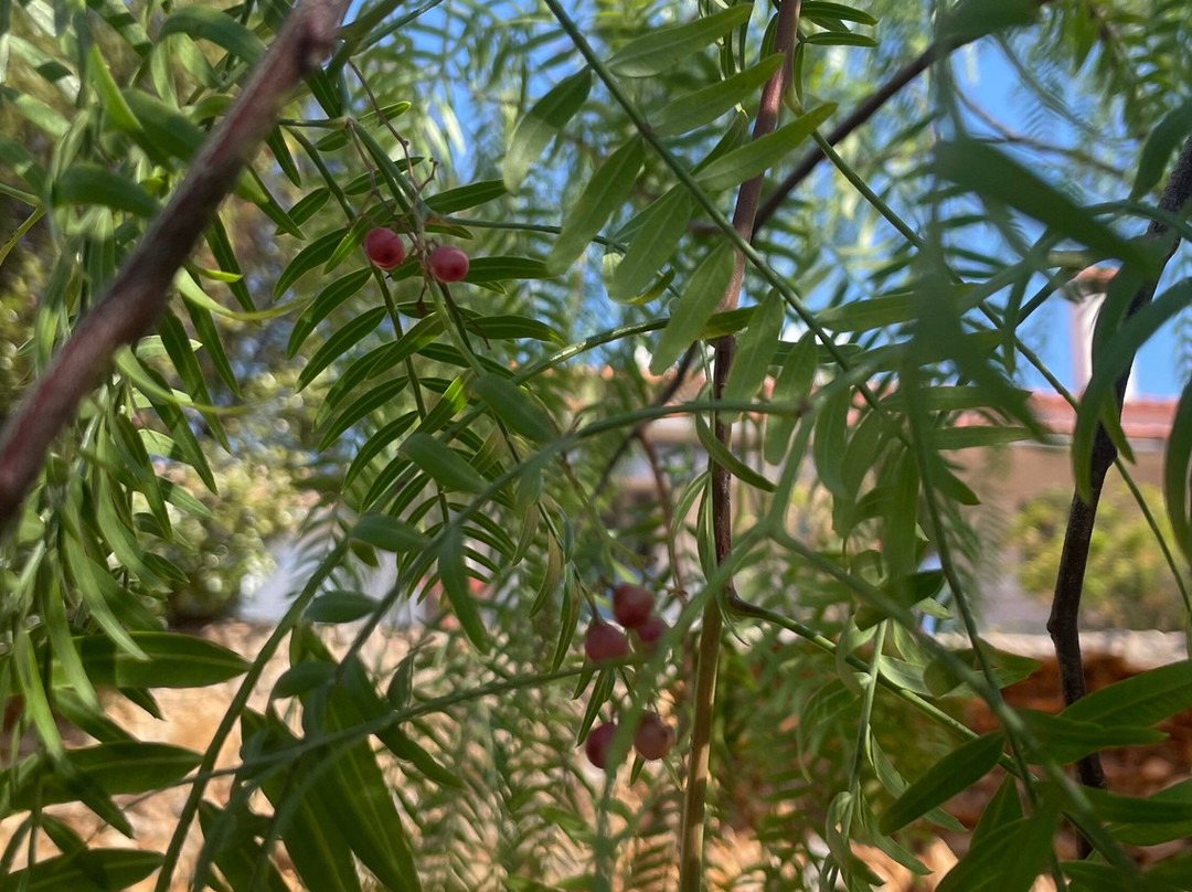 Emotions Tours - Buggy and Jeep Safaris-Silves必去景点