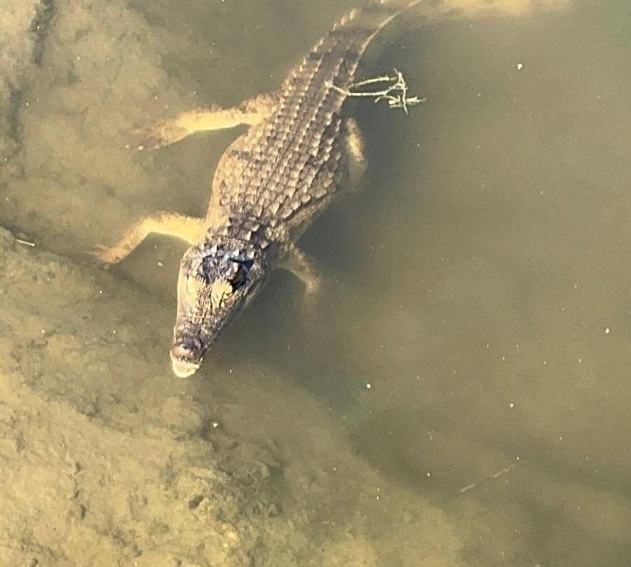 Wild Insight Safaris-Hluvukani必去景点