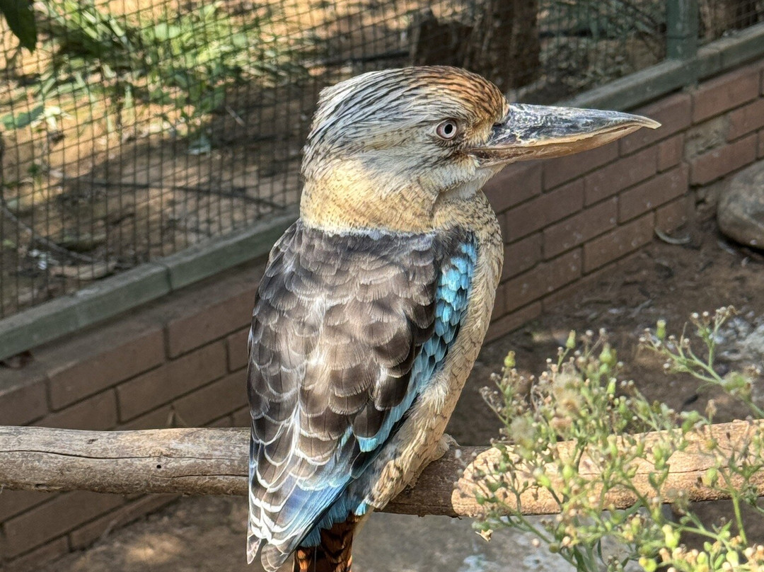 Attica Zoological Park-斯巴达必去景点