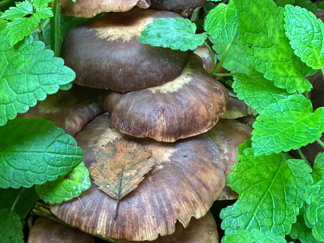 Munson Creek Falls-蒂拉穆克必去景点