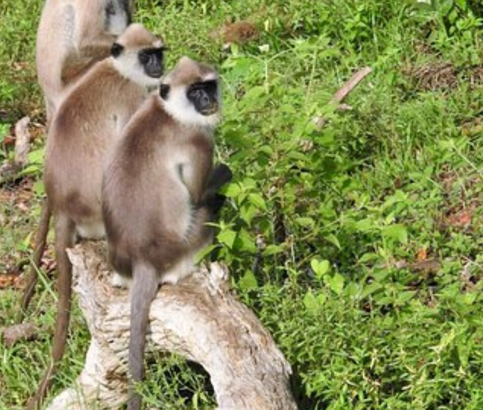 Sri Lanka Touren-因都鲁瓦必去景点