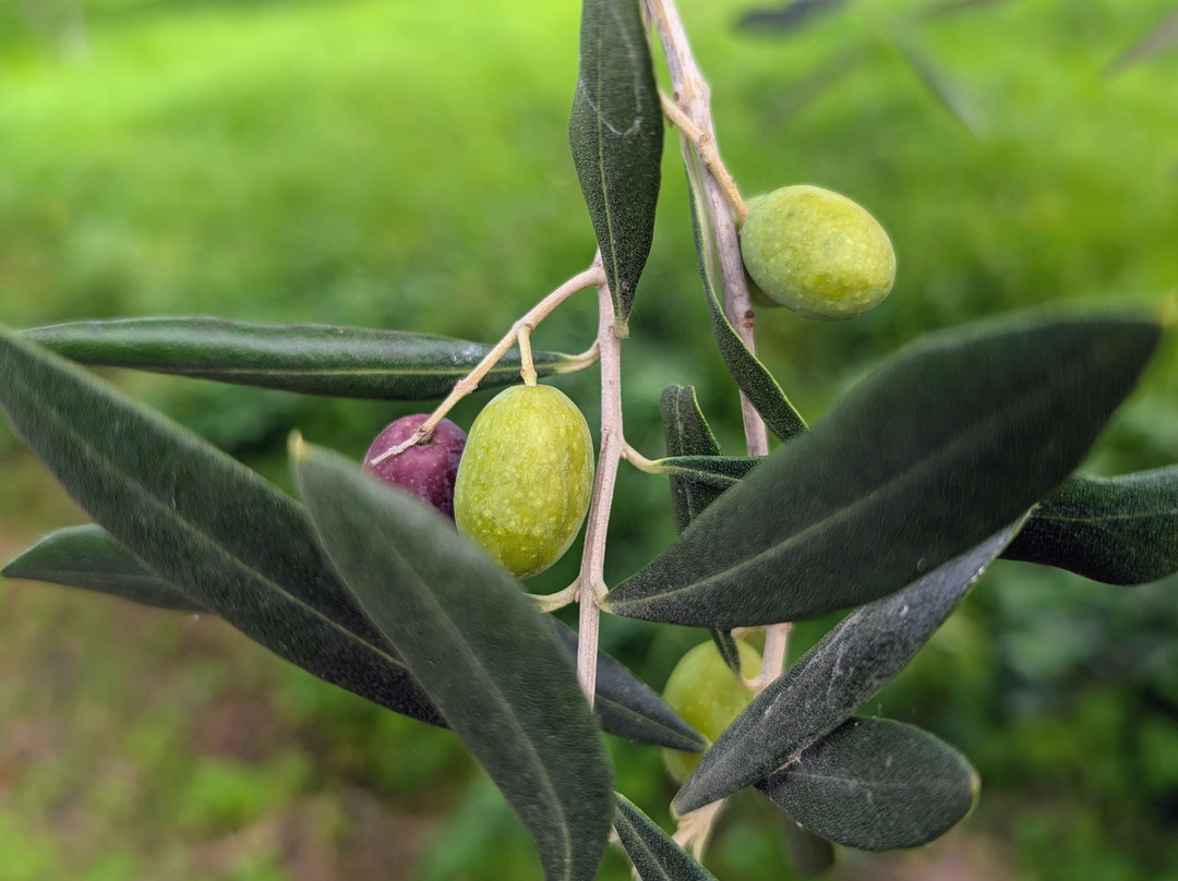 Fattoria San Leolino-Londa必去景点