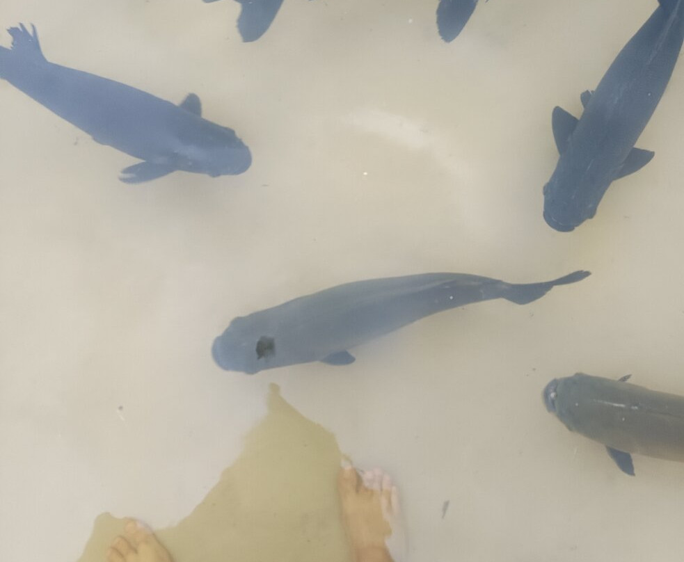 Lagoa dos Tambaquis-阿拉卡茹必去景点