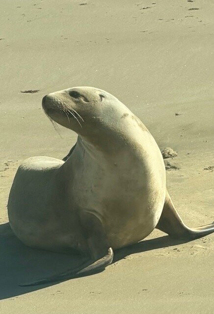 Catlins Tours-奥瓦卡必去景点