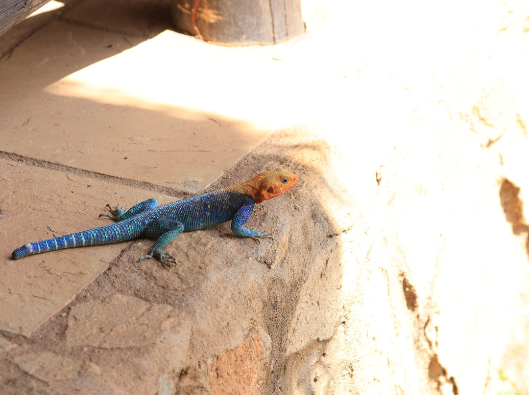 Samburu National Reserve-内罗毕必去景点