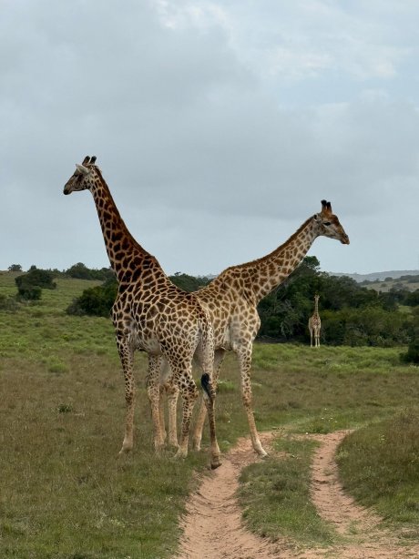 The Safari Lodge- Amakhala Game Reserve-官方