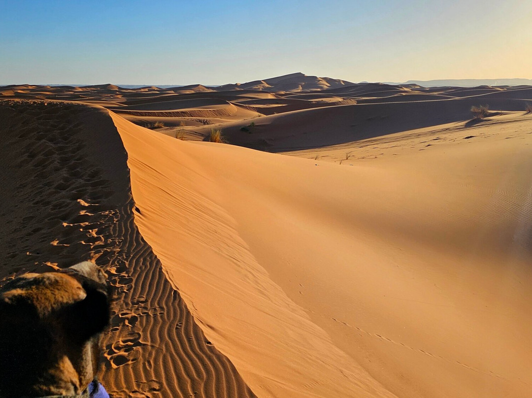 Camel Trekking-梅如卡必去景点