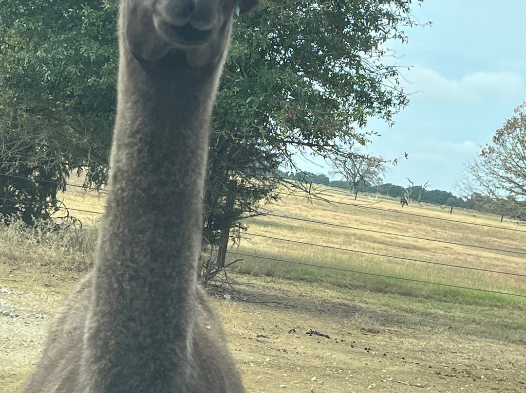 Texas Zoofari Park-Kaufman必去景点