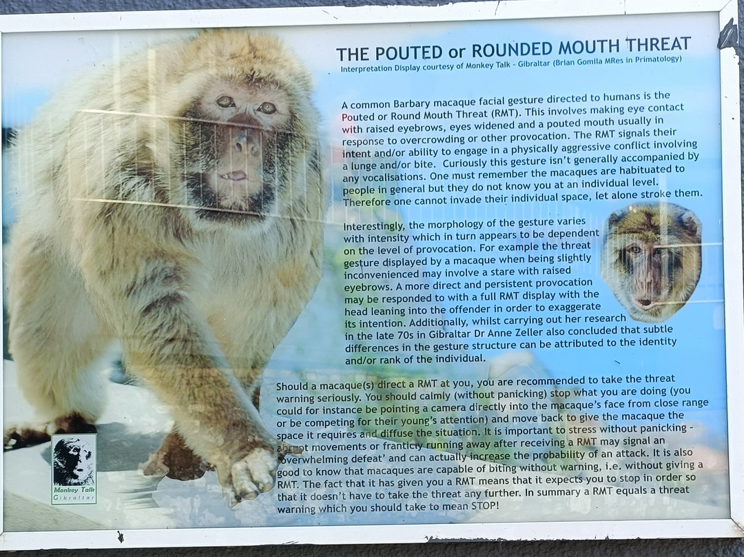 Gibraltar Upper Rock Nature Reserve-直布罗陀必去景点