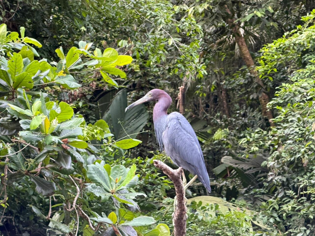 Harpy Eagle Tortuguero-托图杰多必去景点