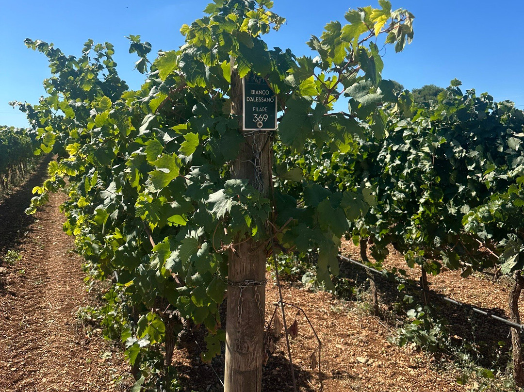 I Pastini-马丁纳弗兰卡必去景点