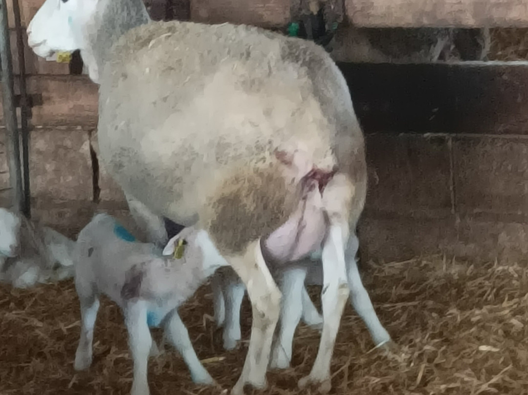 Ferme de Grignon-Thiverval-Grignon必去景点