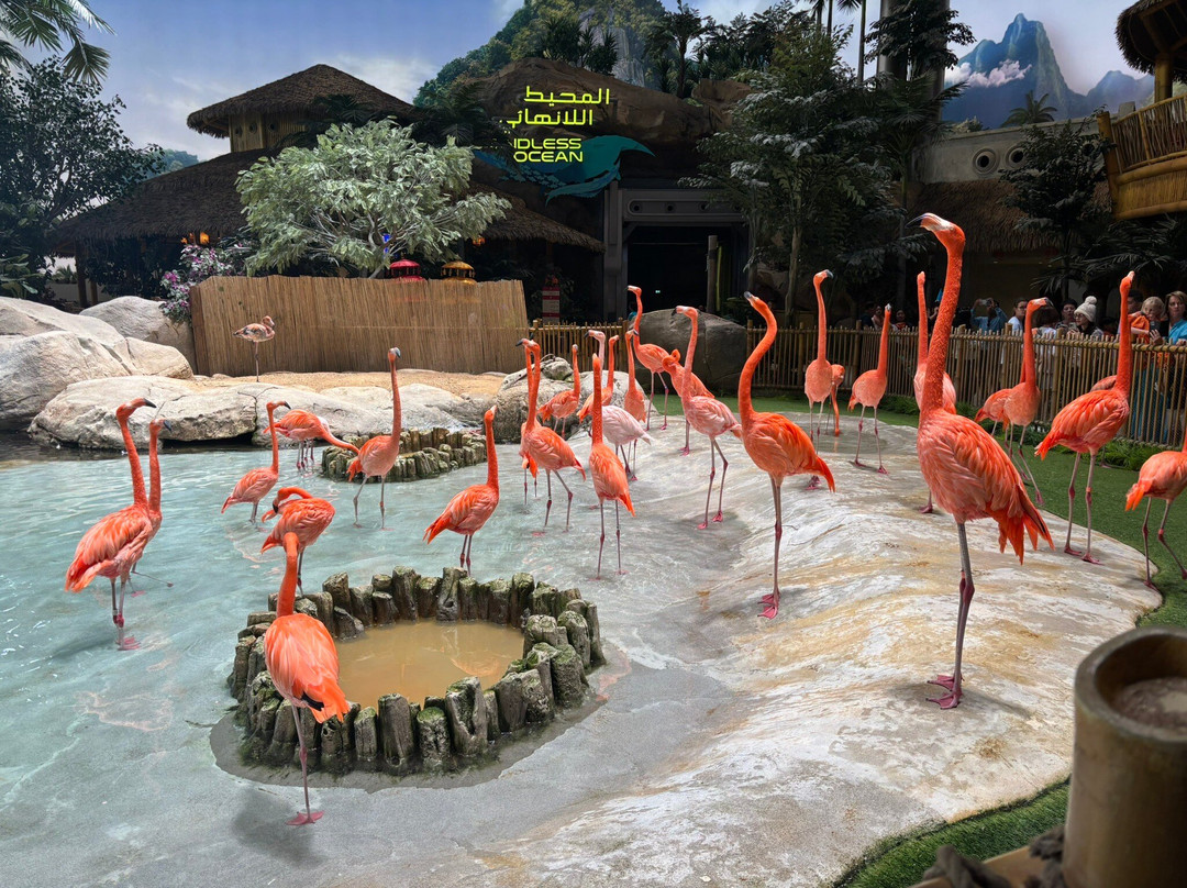 SeaWorld Yas Island Abu Dhabi-阿布扎比必去景点