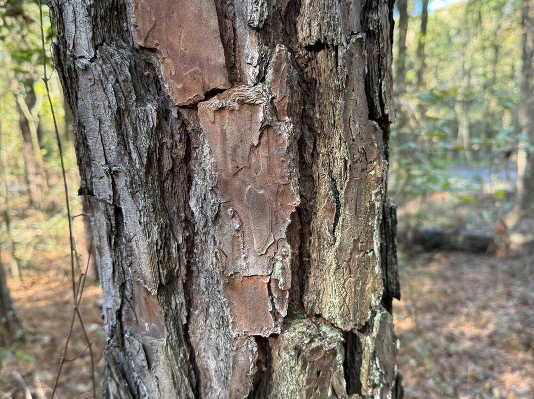 Sandy Creek Nature Center-阿森斯必去景点