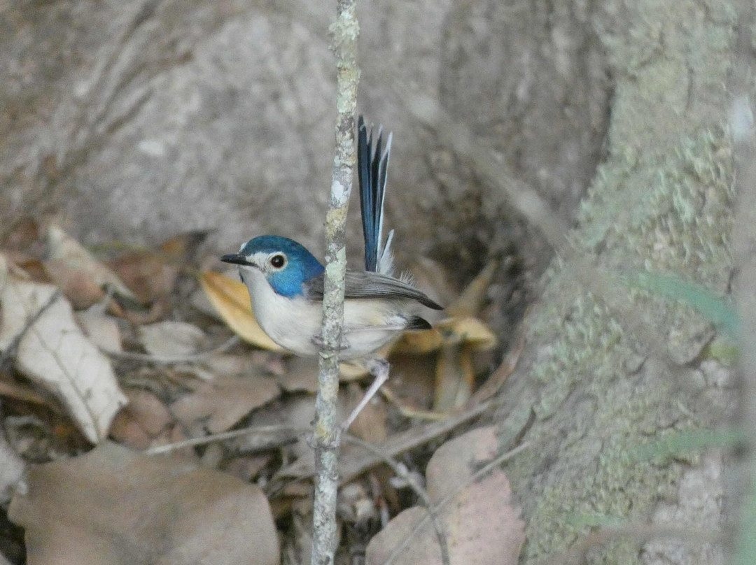 FNQ Nature Tours-凯恩斯必去景点