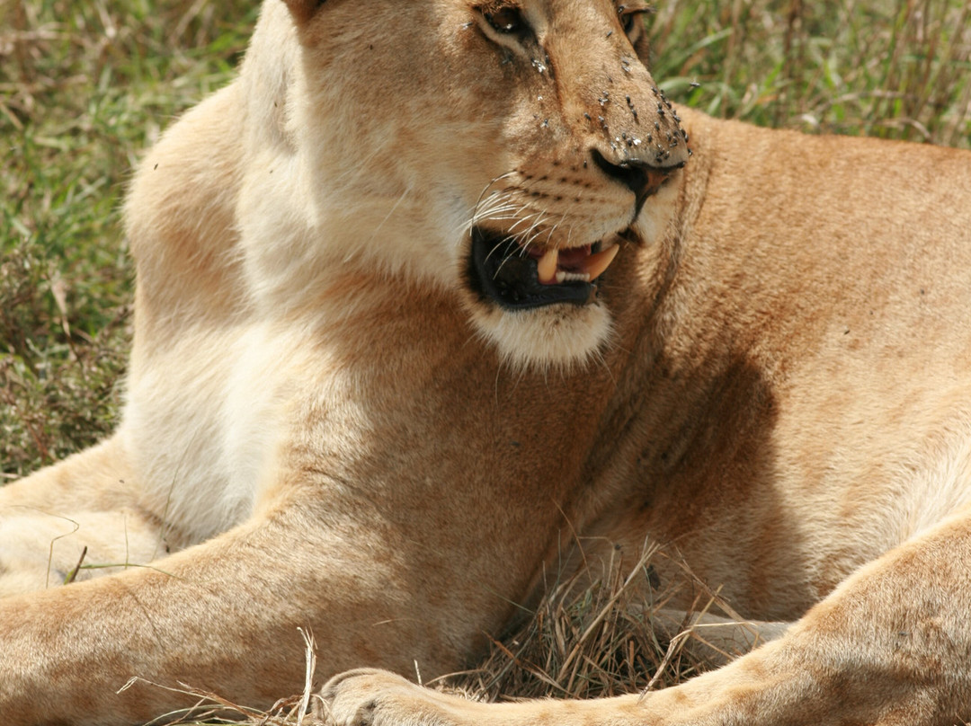 Kampur Travel Diaries-内罗毕必去景点