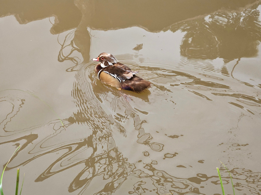 Dreams Park Show-伊瓜苏必去景点
